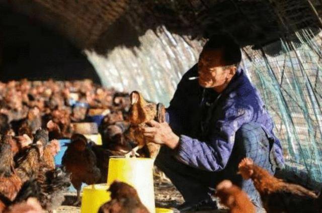 捡140斤太岁一夜暴富 如今他的生活鸡飞蛋打
