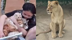 3巨狮惨被活活淹死  惊悚画面曝光