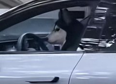 上海街头一只狗竟然在开车?！警方通报